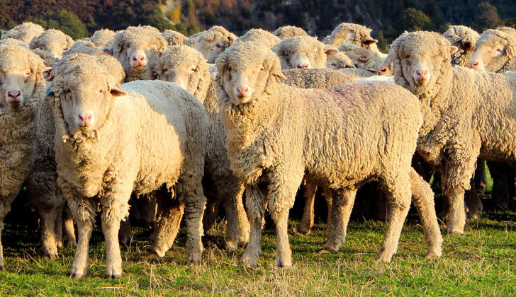 Как выбрать одеяло из овечьей шерсти